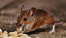 24 Hour & Emergency Exterminators in Battery Park, VA